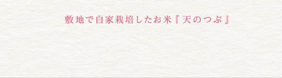 敷地で自家栽培したお米『 天のつぶ 』
