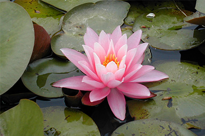 季節を彩る草花-1