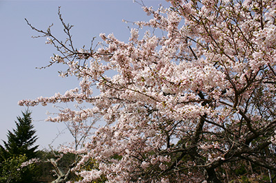 季節を彩る草花-5