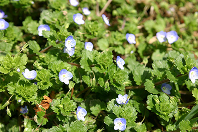 季節を彩る草花-6