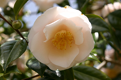 季節を彩る草花-7