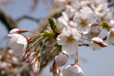 季節を彩る草花-8