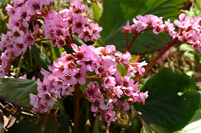 季節を彩る草花-9