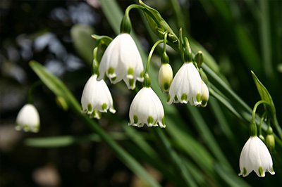 季節を彩る草花-10